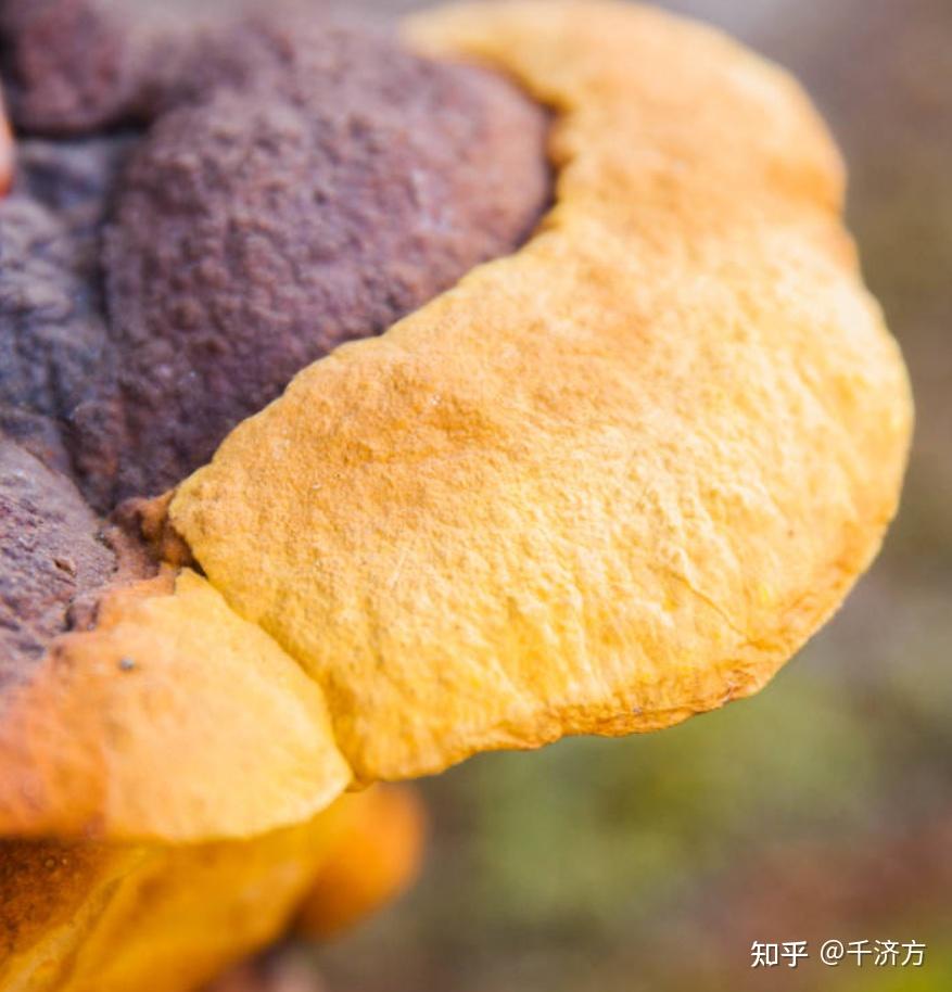 探秘桑黄：从抗氧化物质看其抗衰老原理 - 知乎