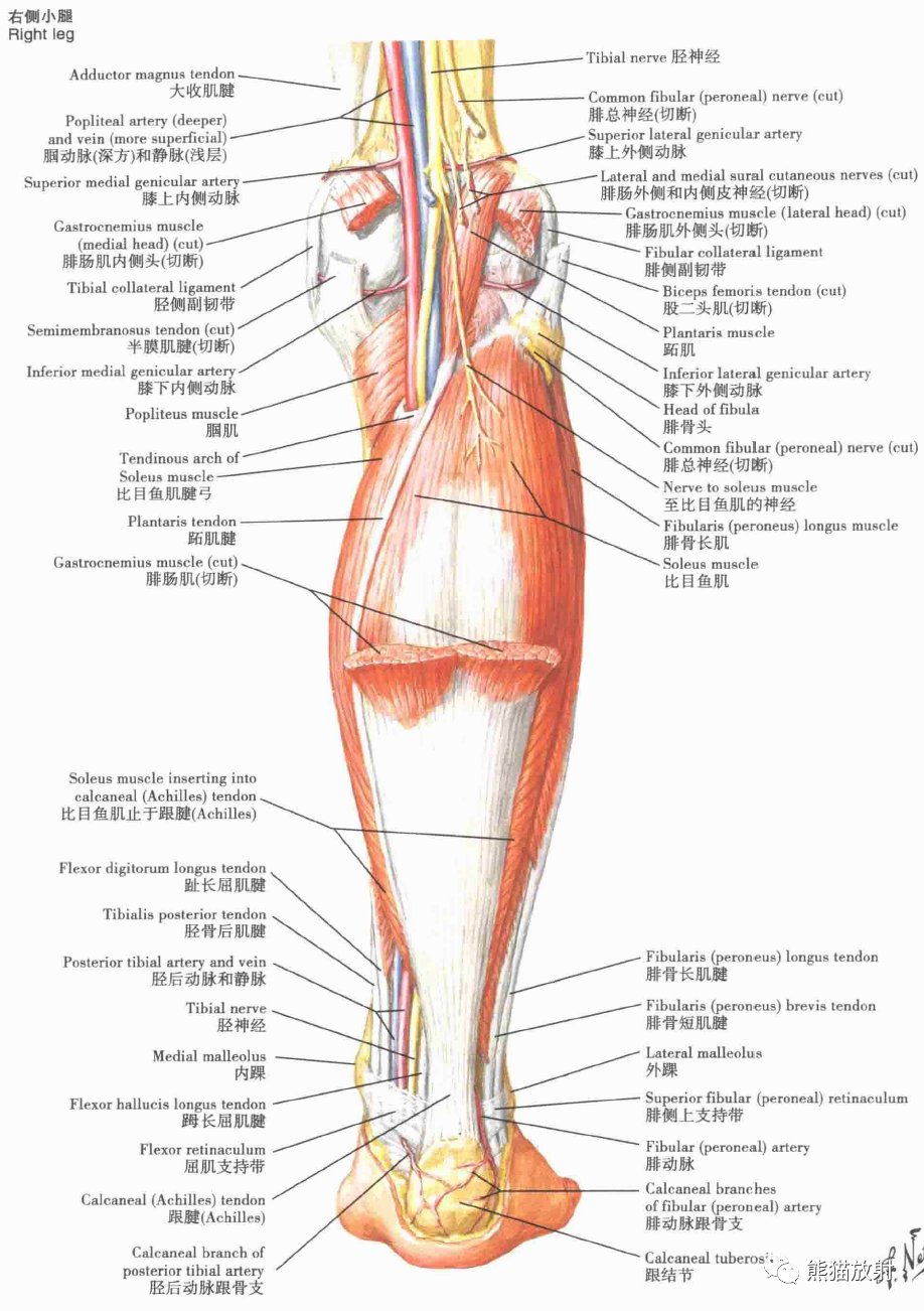 解剖):前面观小腿:横断面和股筋膜鞘足骨跟骨踝部的韧带与肌腱踝部的
