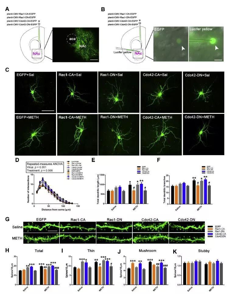 【客户文章】《Biological Psychiatry》南方医科大学张璐团队发现药物成瘾的新机制 - 知乎