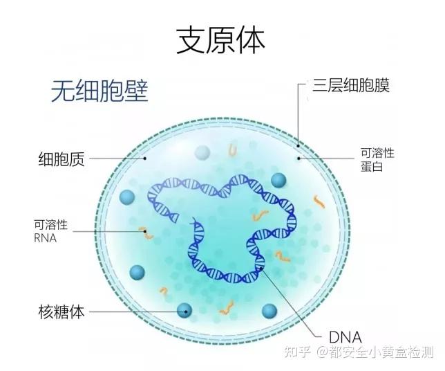 说非淋会不会out了现在都说衣原体感染支原体感染