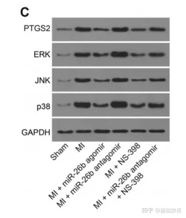 fig3c和fig4b中的western blot条带存疑,出现类似香肠形状条带,且看不