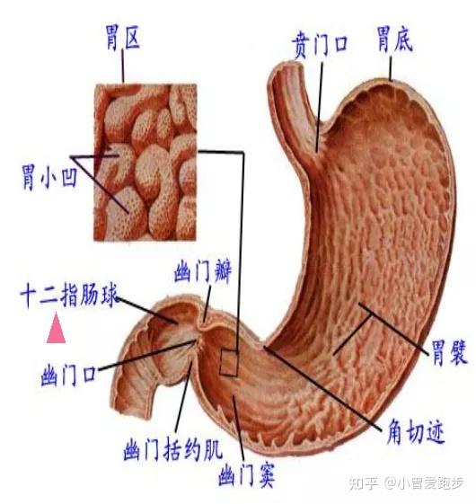 十二指肠解剖图详细图图片