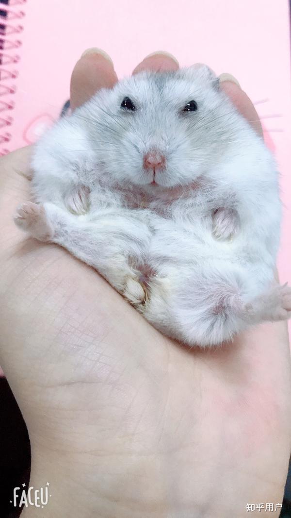 仓鼠可以胖到什么程度?