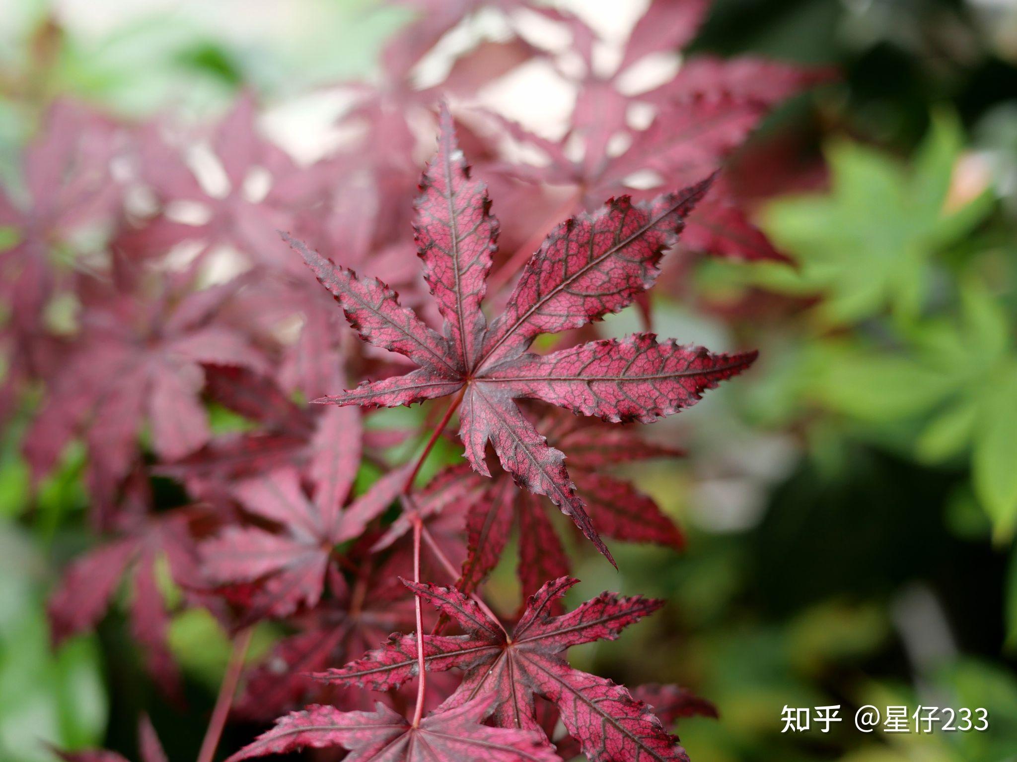 默認最新風姿花綣