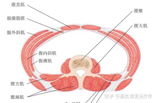 你真的会腹式呼吸吗? - 知乎