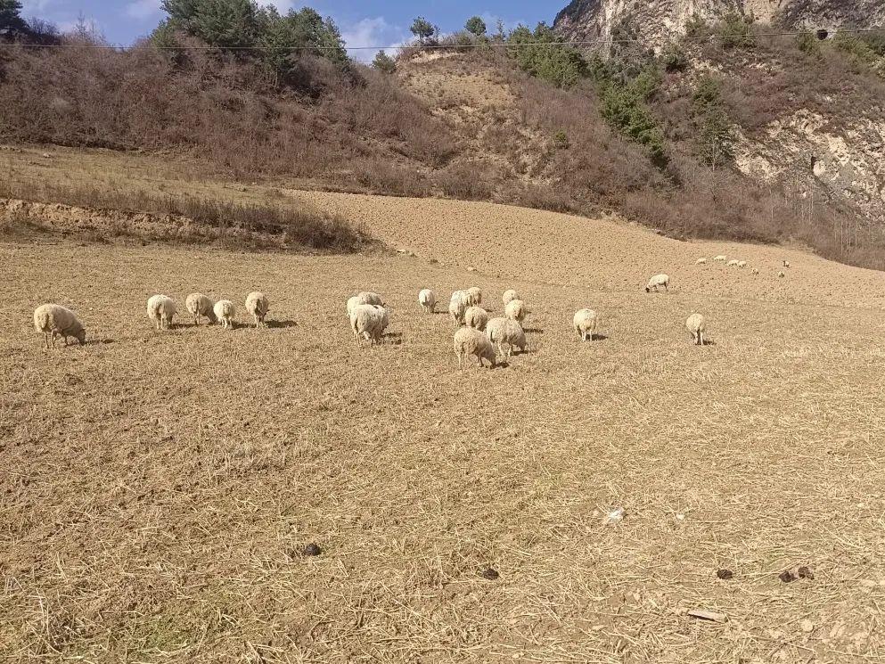 高原羊图片