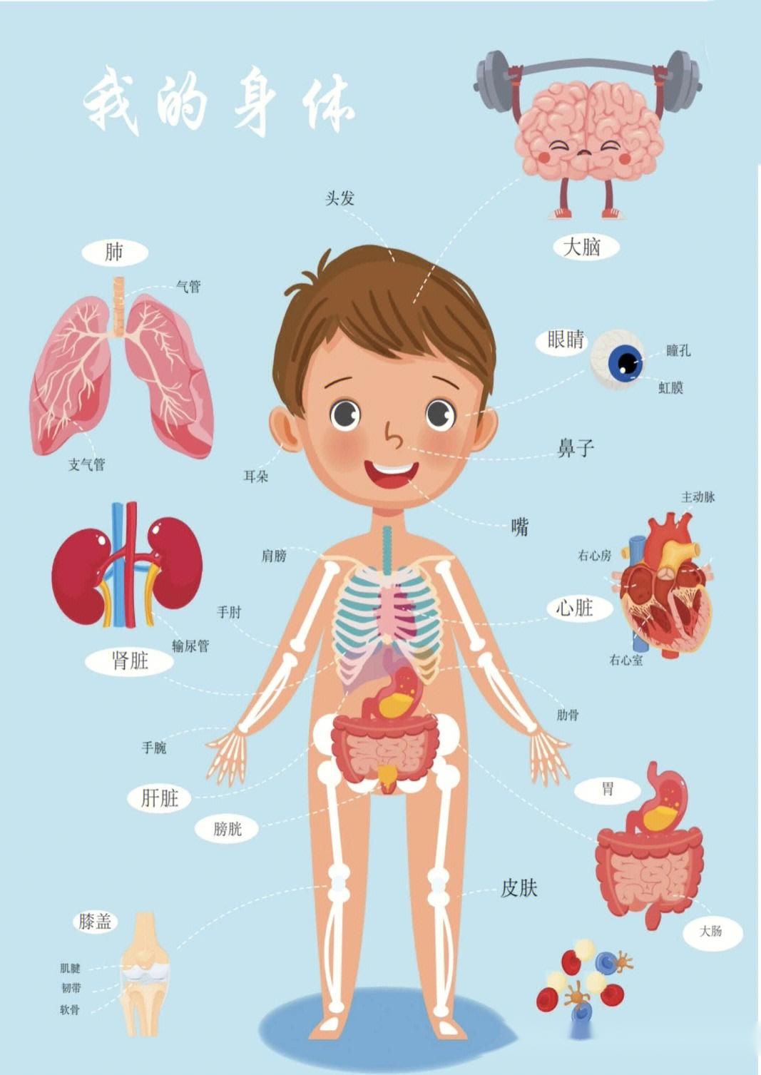 小孩的身体结构示意图图片