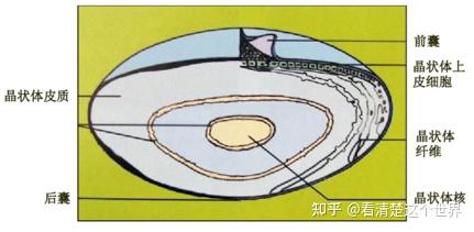 眼内容物房水晶状体玻璃体