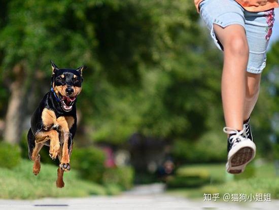 掌握这7个技巧 让狗狗安安静静不乱叫 知乎