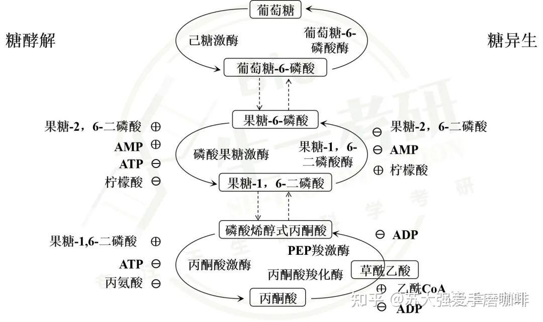 生物化学思维导图-糖代谢(一) - 知乎