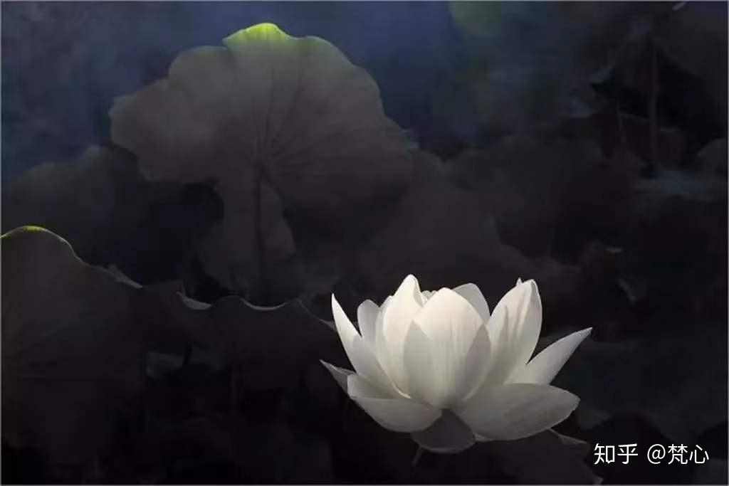 双生火焰是什么意思 v2-62a7657c9222e9a7502348049f58bb3d_r.jpg