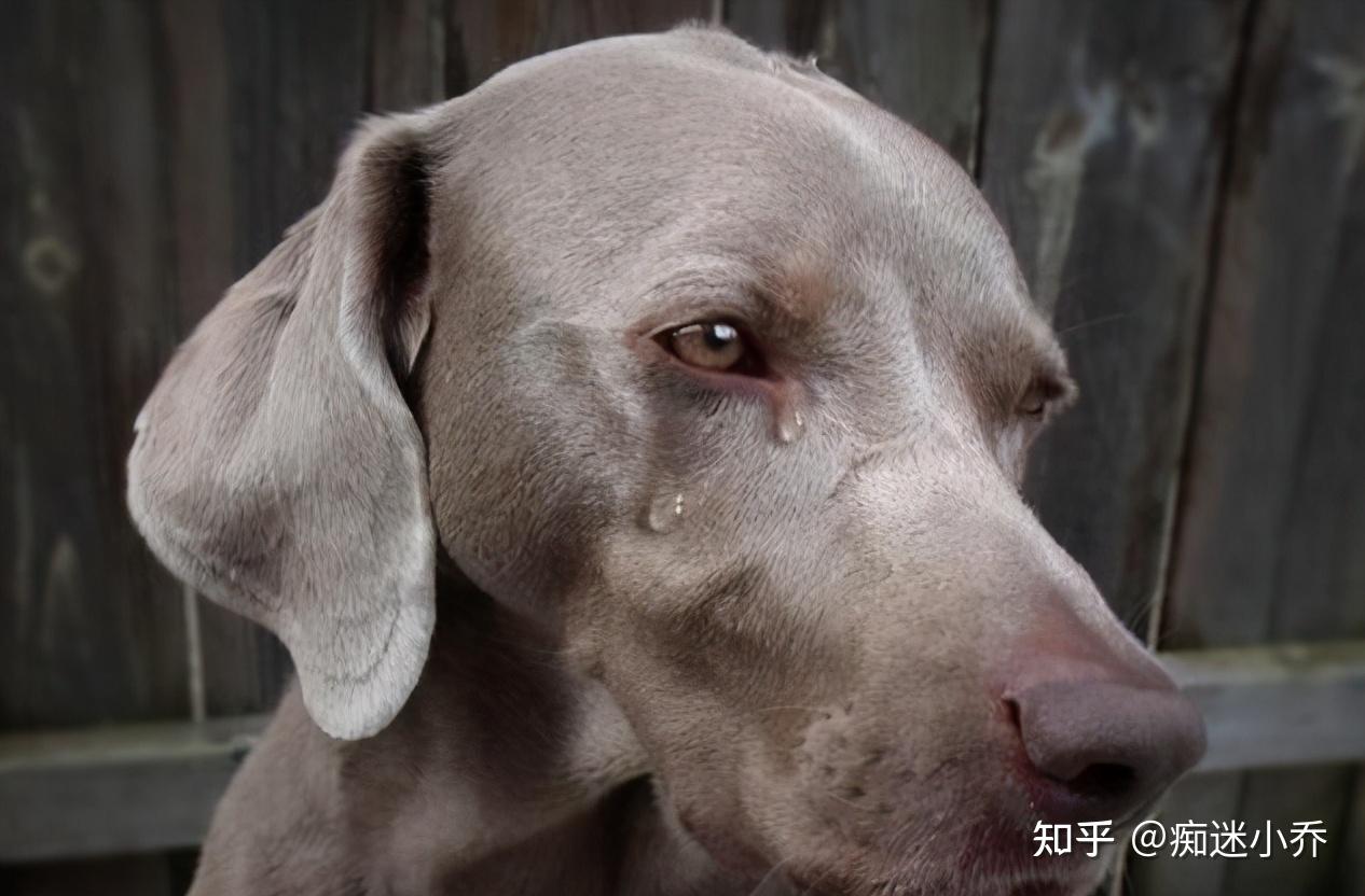 狗为什么哭