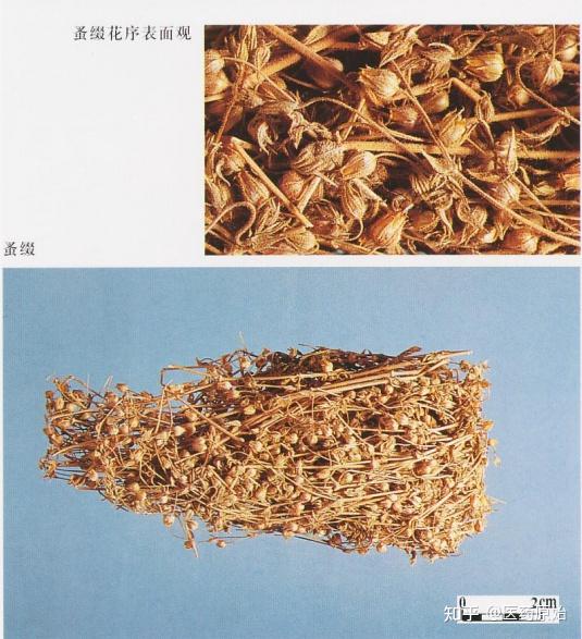 带你识别谷精草 - 知乎
