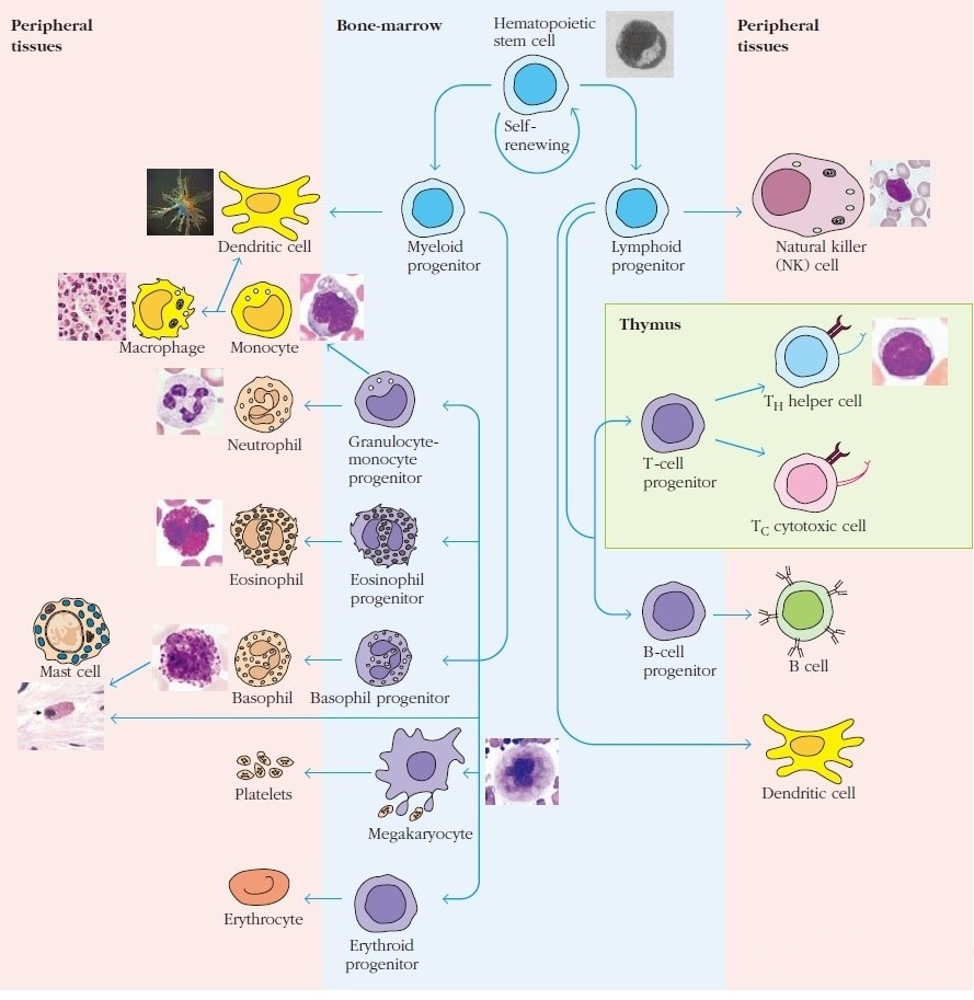 三级淋巴结构在肿瘤微环境中的作用 - 知乎