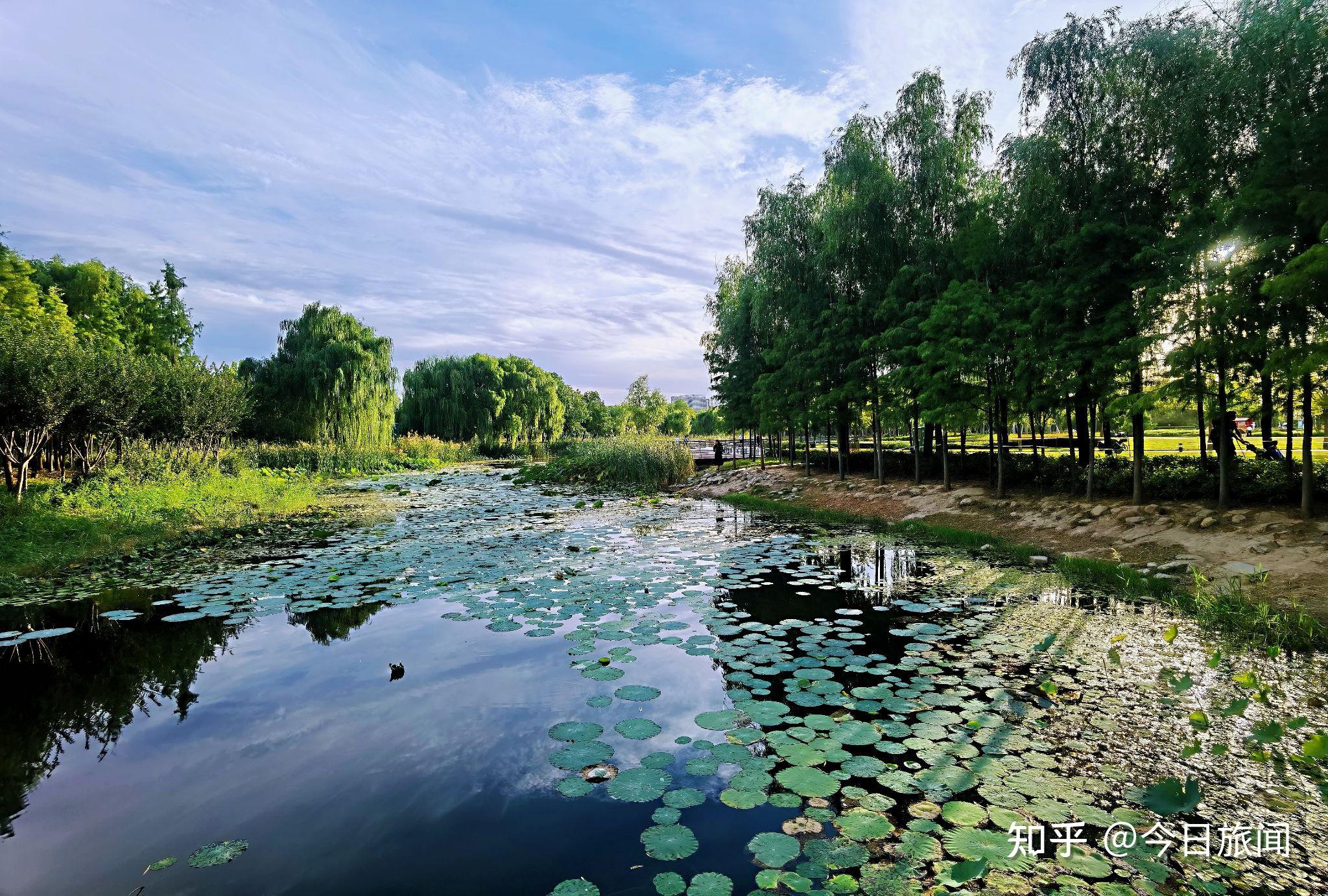 风起水生尽美景,河南郑州龙湖湿地公园秋色初露,多少游人折弯腰 - 知乎