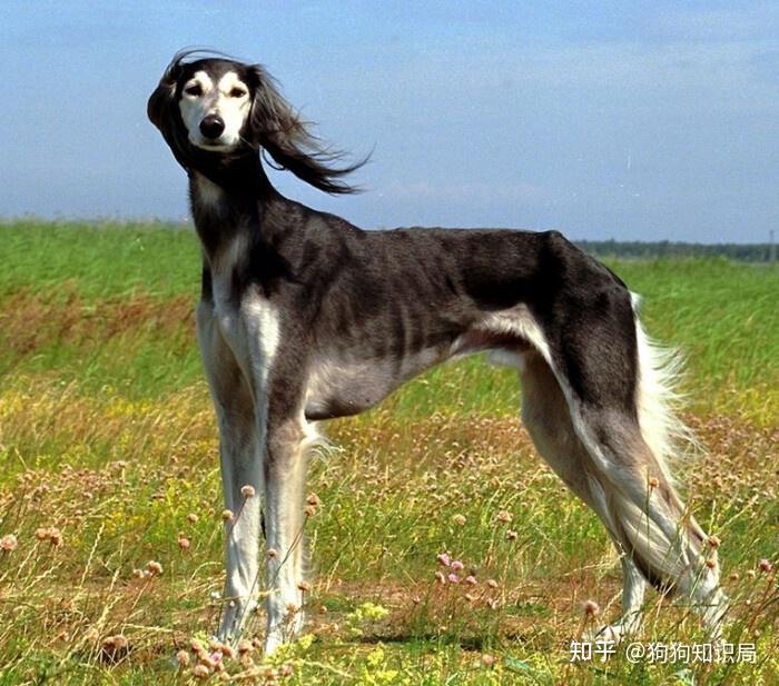 中国“6大猎犬”,很多人还不认识,几乎濒临灭绝 - 知乎
