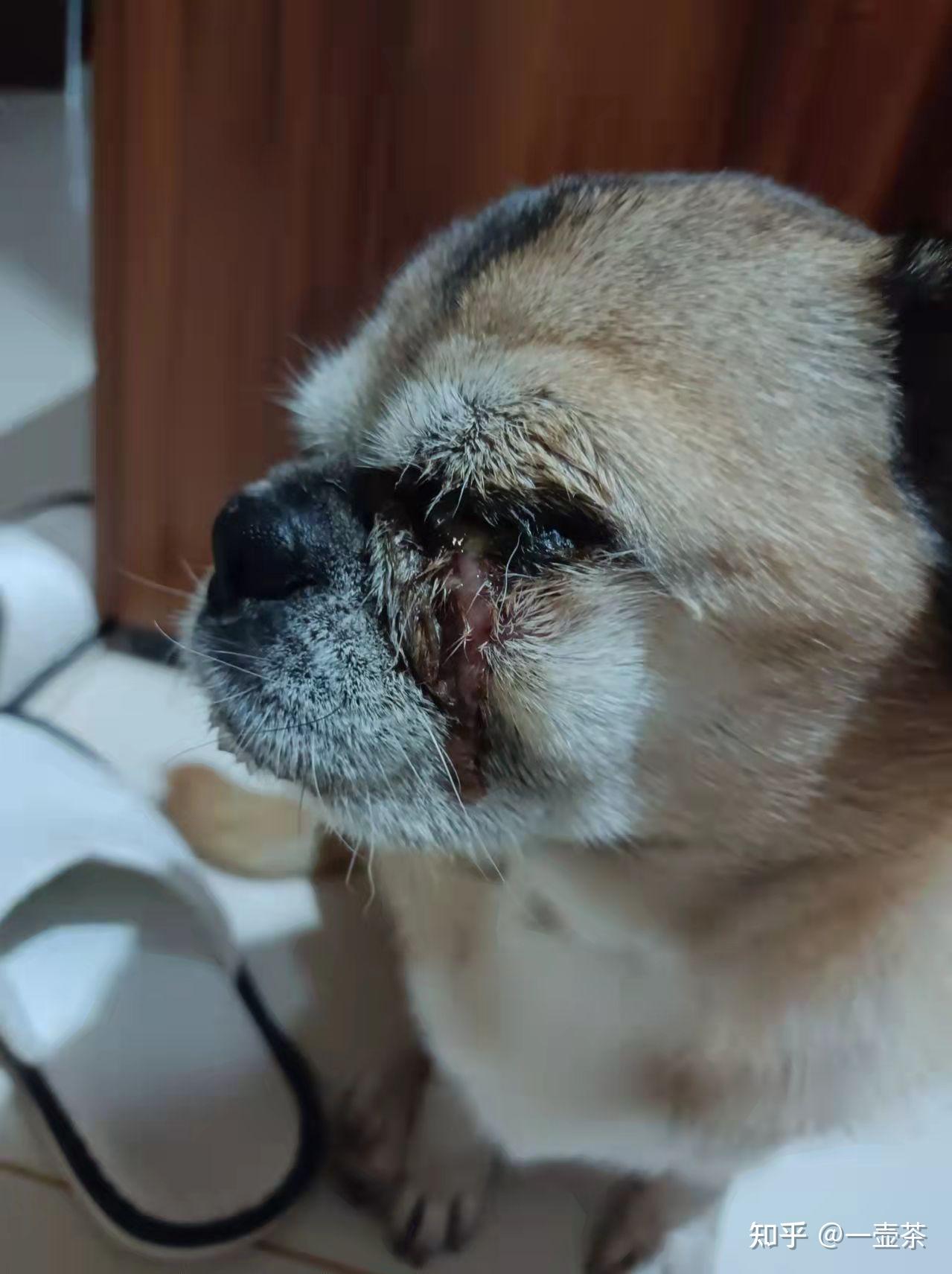 求助我家狗巴哥犬眼睛流白色液体怎么办