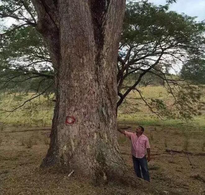 木之贵族金合欢木你了解过吗