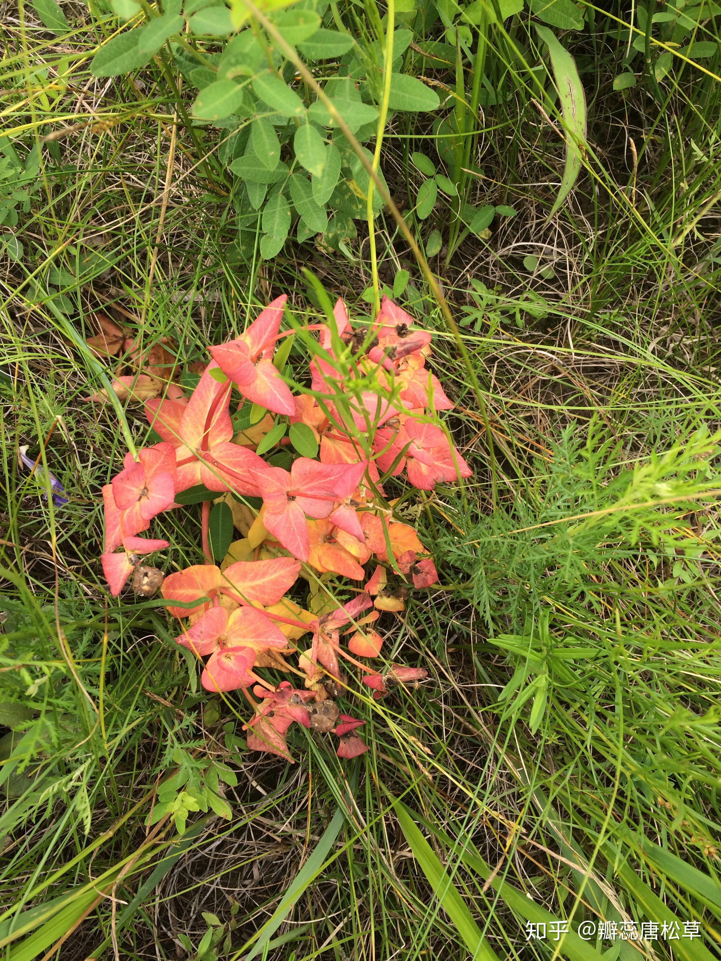 大庆野地植物87狼毒