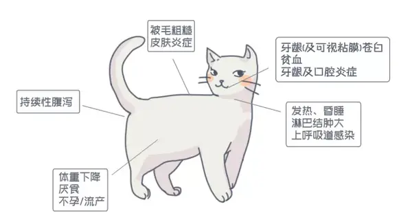 猫白血病病毒 Felv 感染 猫白血病 安乐死 知乎