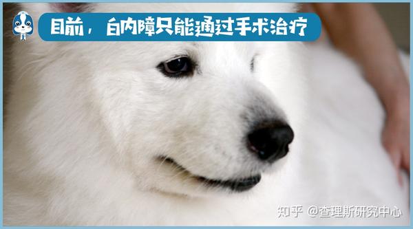 宠医大咖说 关于犬猫白内障 你想知道的都在这儿了 知乎