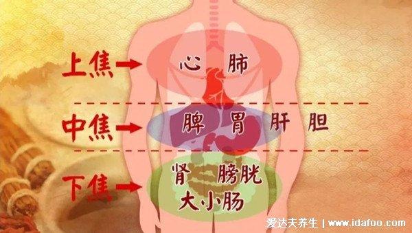 人的内脏位置图,五脏六腑位置图(附五行五脏六腑相生相克顺口溜)