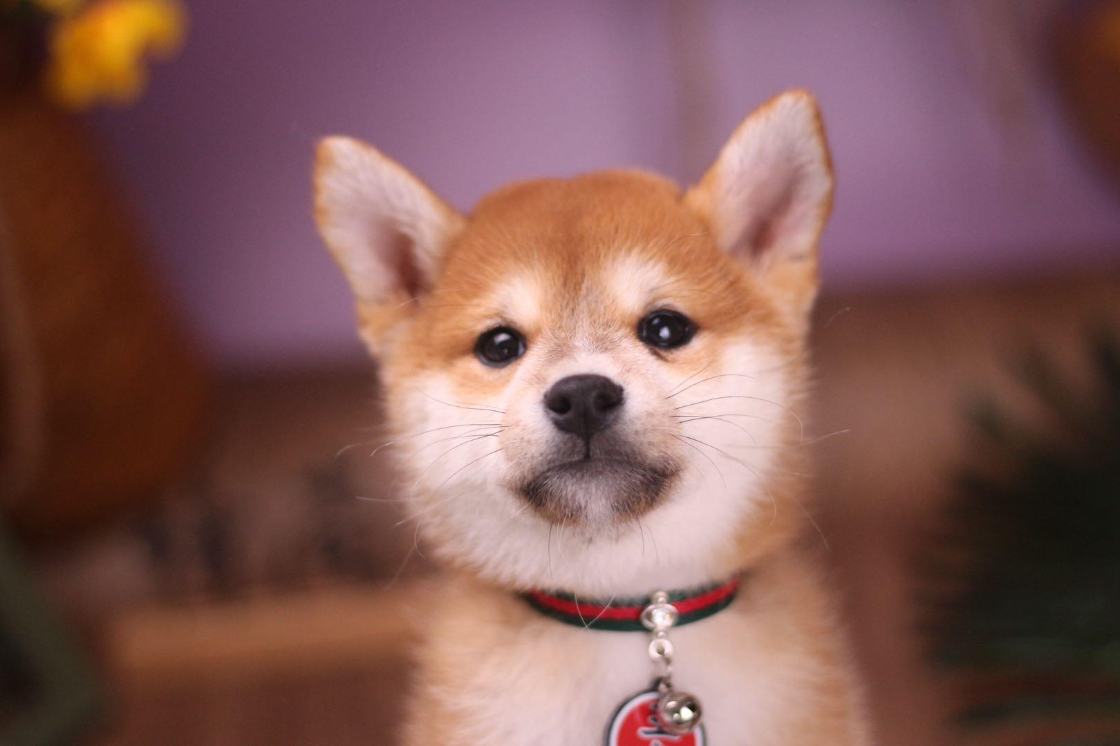 要比黑柴小很多,同时,豆柴是经过很多特殊形式繁育出来的迷你型柴犬