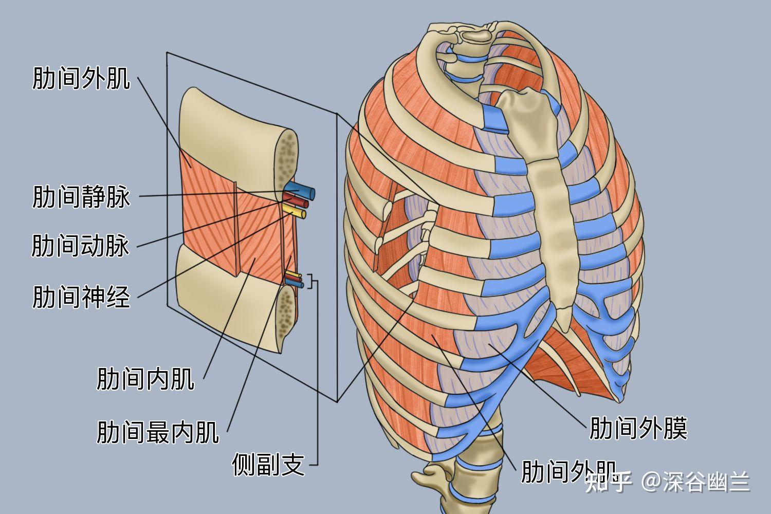 肋软骨沟图片图片