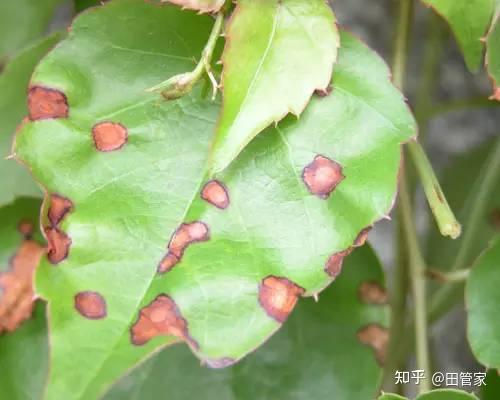 原色花卉病害虫百科 7 杀虫👩‍🌾菊花特别吸引黑色的蚜虫Aphids | 社区家居厨卫精选