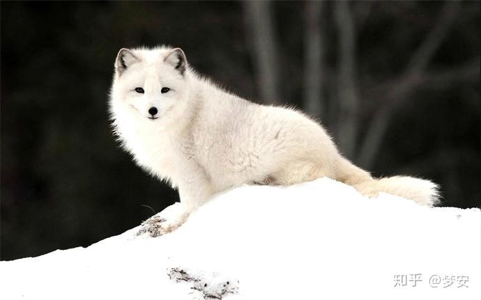 梦安千年白狐为你独舞