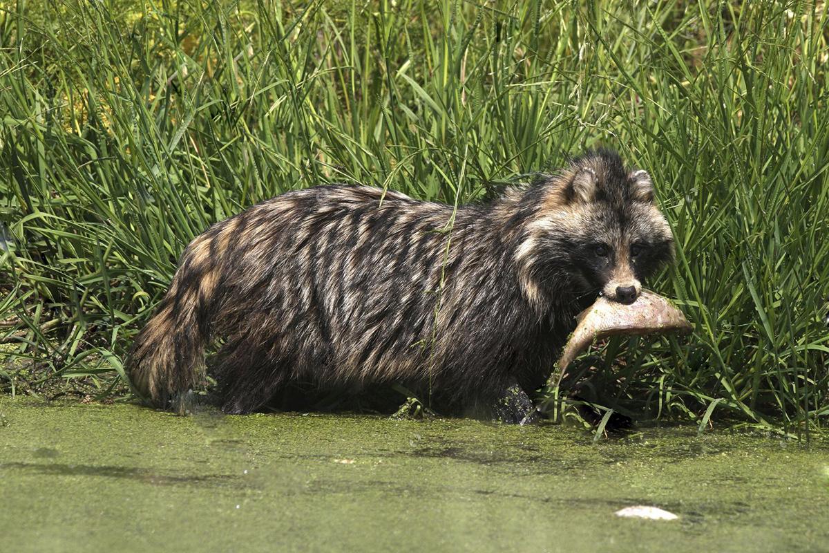 上海发现大量小野兽在景观池里抓鱼吃追着路人讨要食物