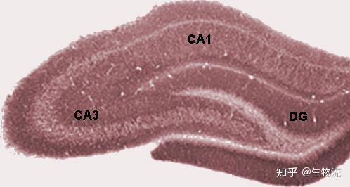 海马体里的齿状回(dentate gyrus, dg)