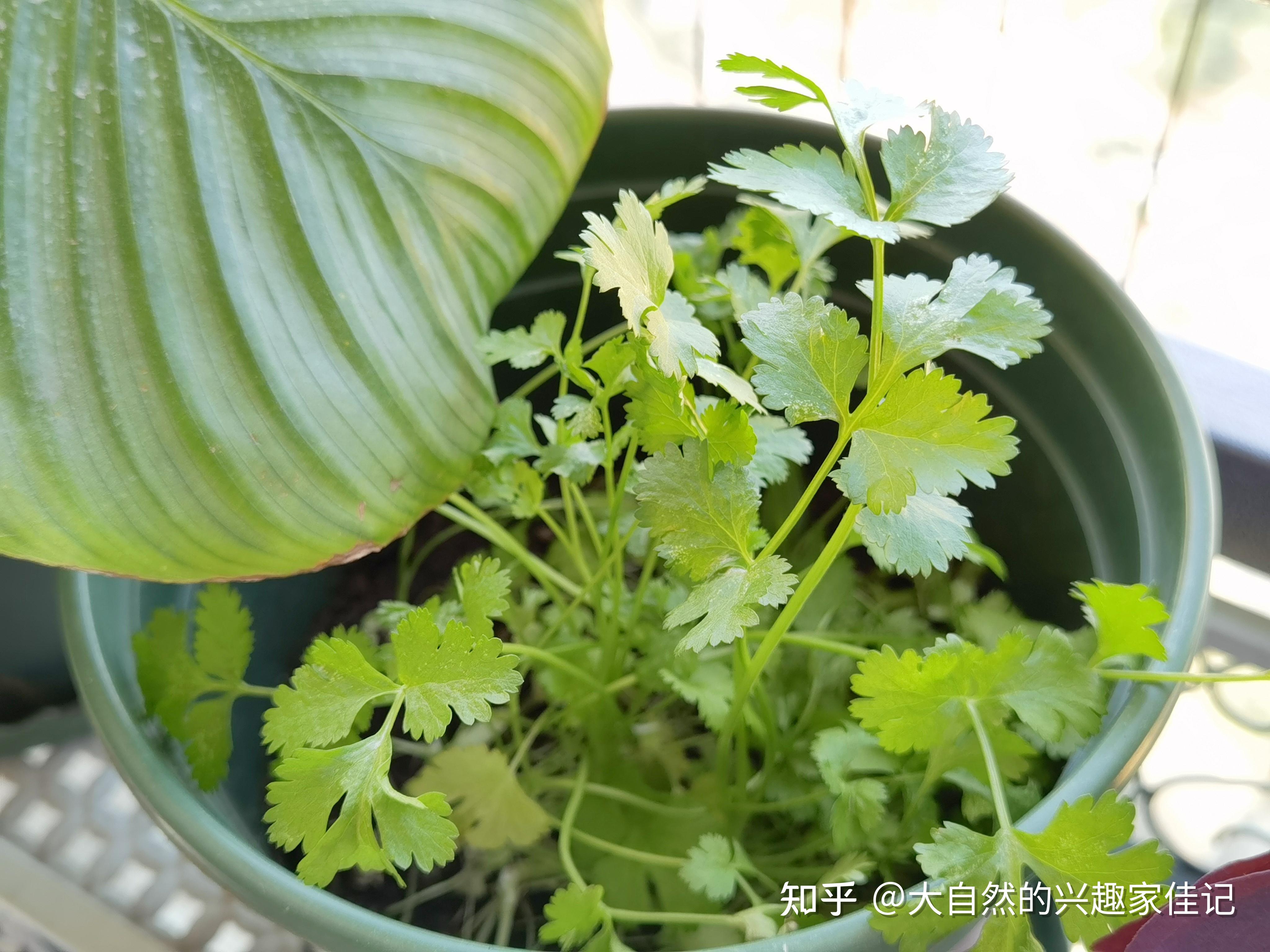 園藝日記植物生長的記錄和分析食用香菜已收割