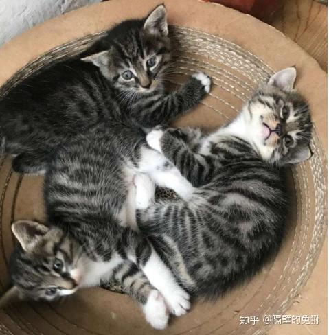 请问狸花猫跟起司猫的区别是什么?