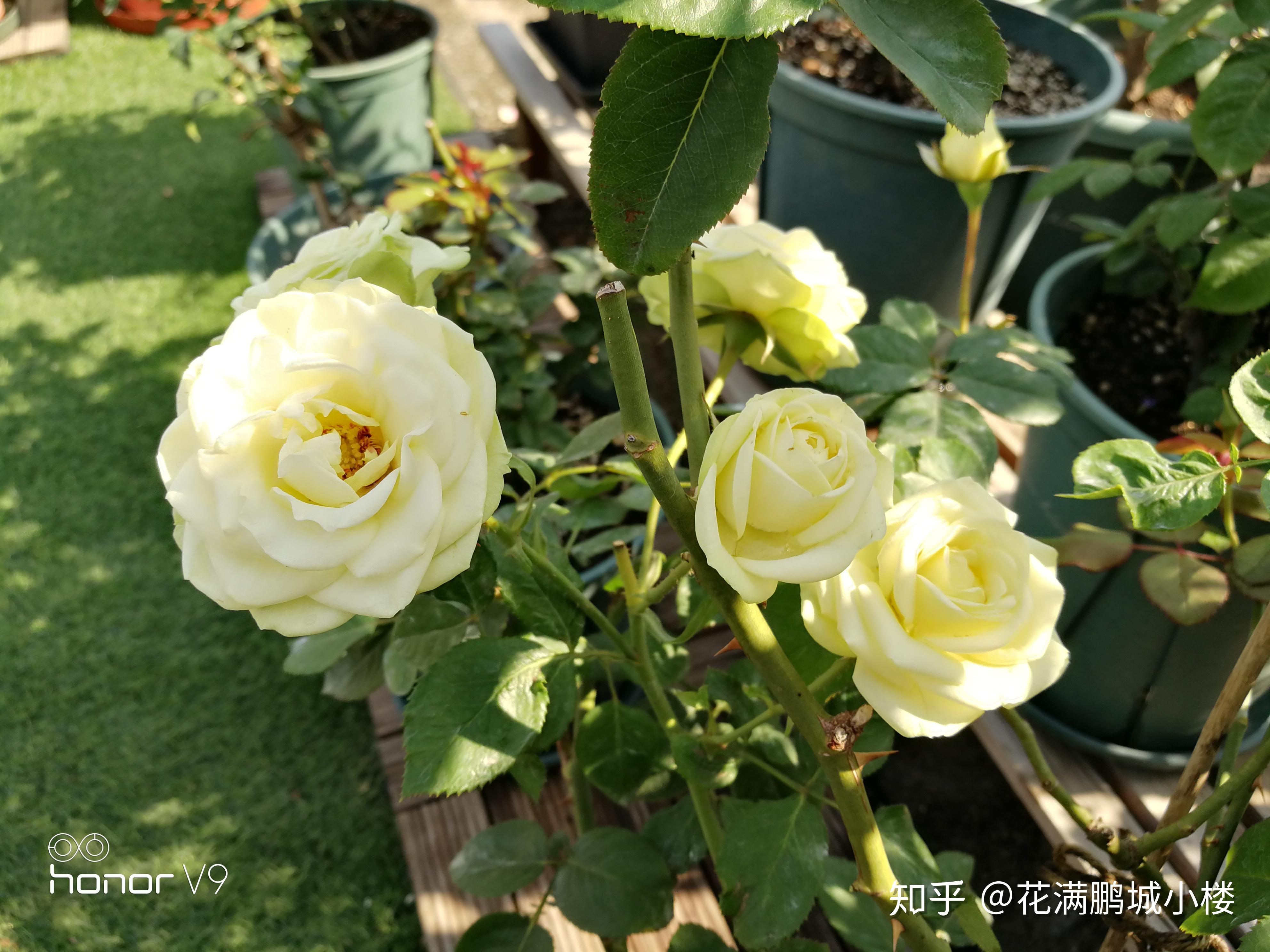 盆栽花推荐小型 v2-62e598bbb1411ca1529ae166c3f50e85_r.jpg