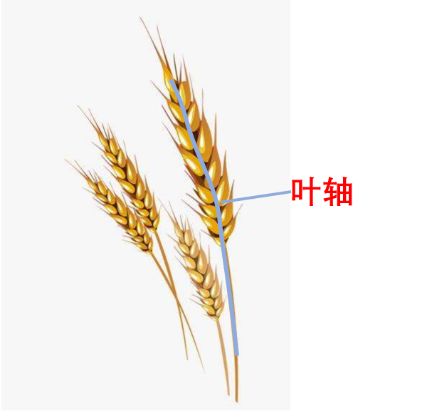 小麦麦穗中间的穗轴称为叶轴,麦粒就长在叶轴之上.