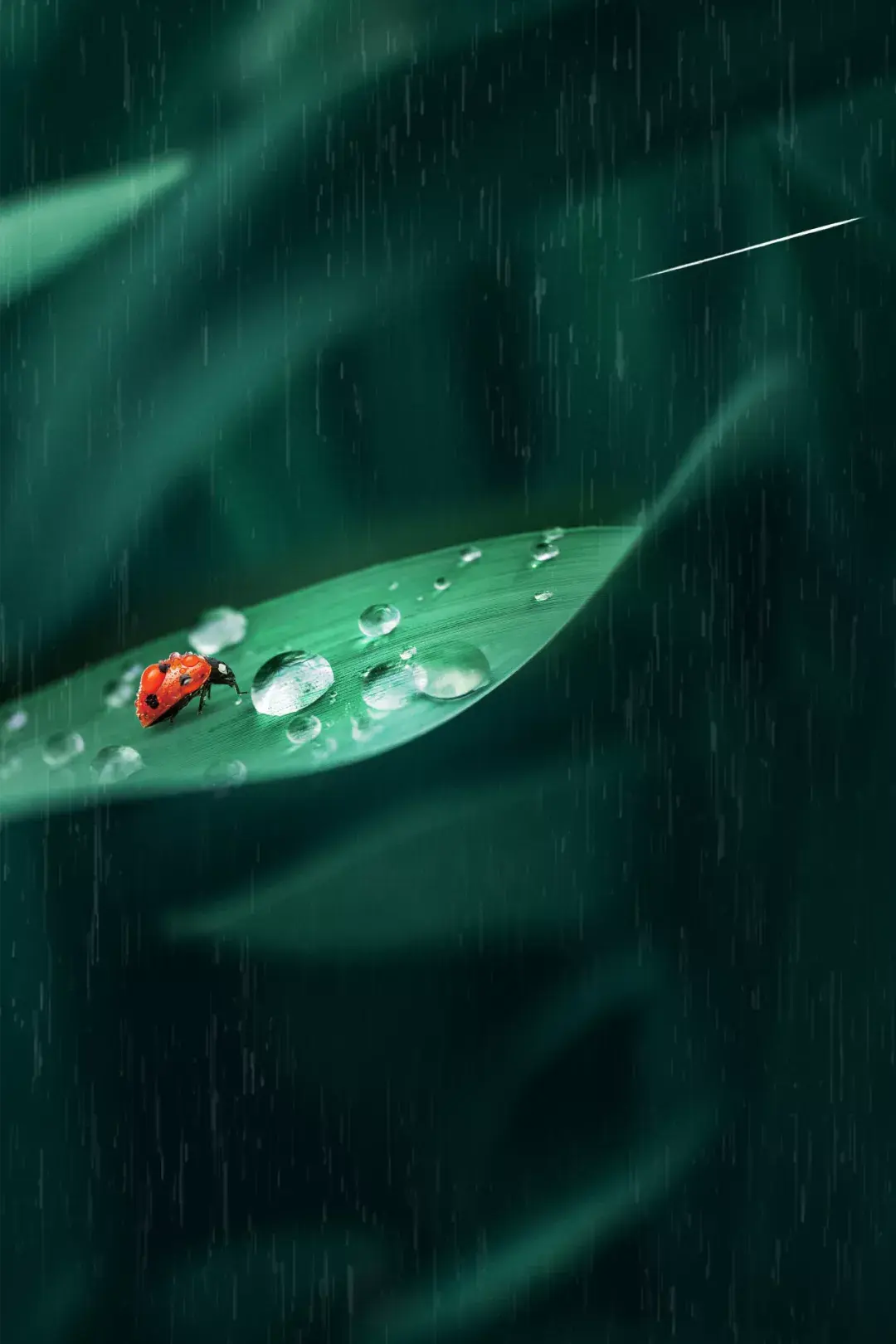 东风解冻雨水来二十四节气之雨水