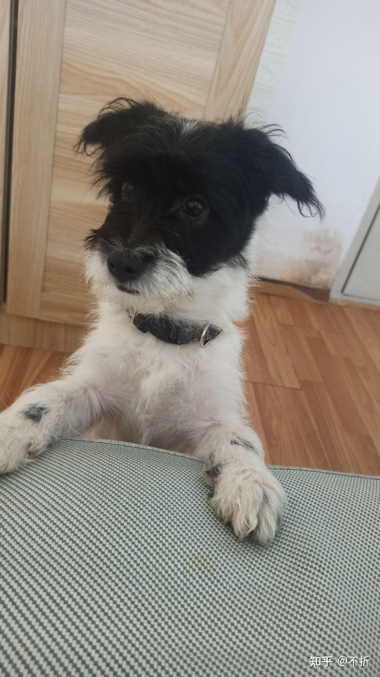 想要一只跟它一模一样的泰迪雪纳瑞串.哪位知友有的? - 知乎