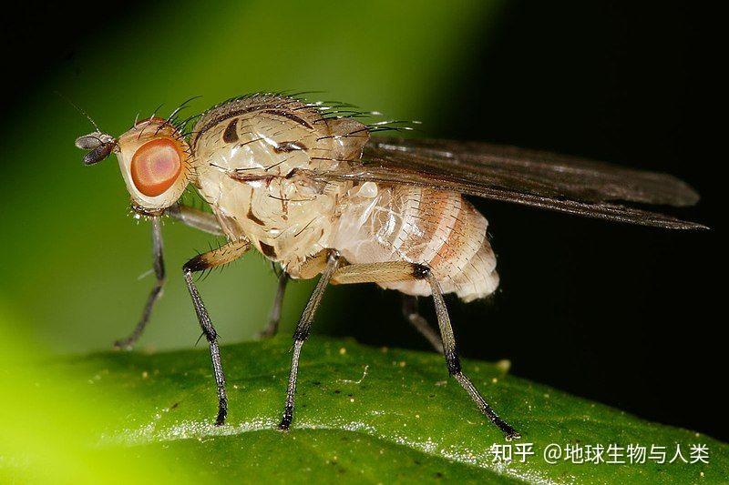 【动物界全系列】家蝇下目—缟蝇总科 - 知乎