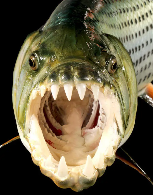 在河中让鳄鱼为之胆寒,在鱼缸里受尽欺负,巨狗脂鲤为何要这样?