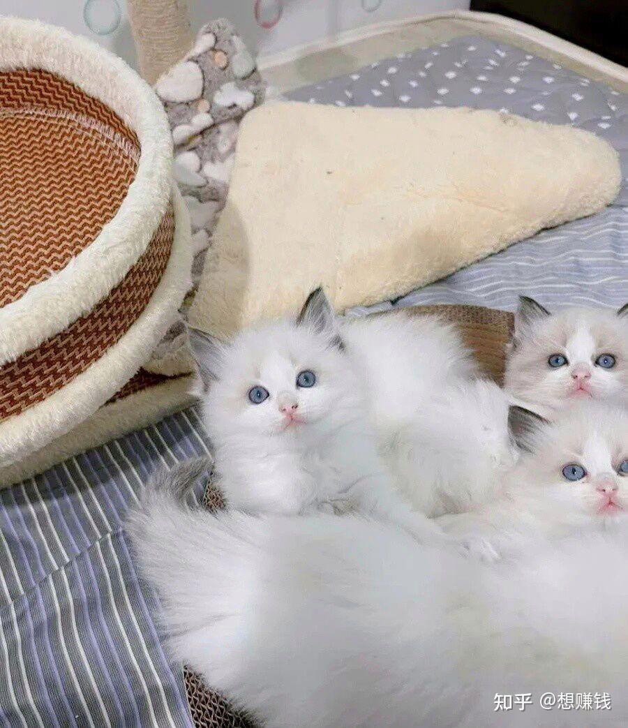 海双布偶猫和蓝双图片