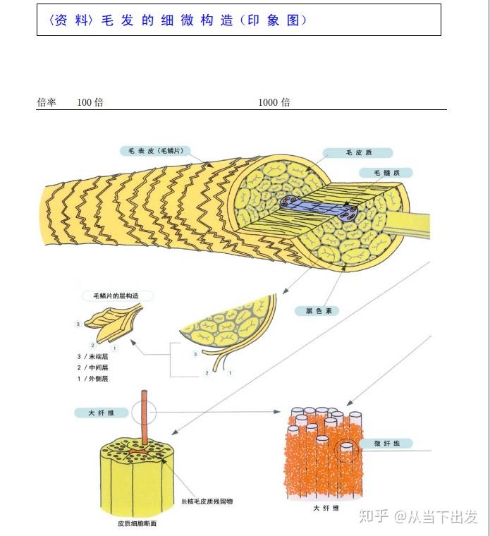 【最新毛发科学(二)毛发由那些成分组成】 - 知乎