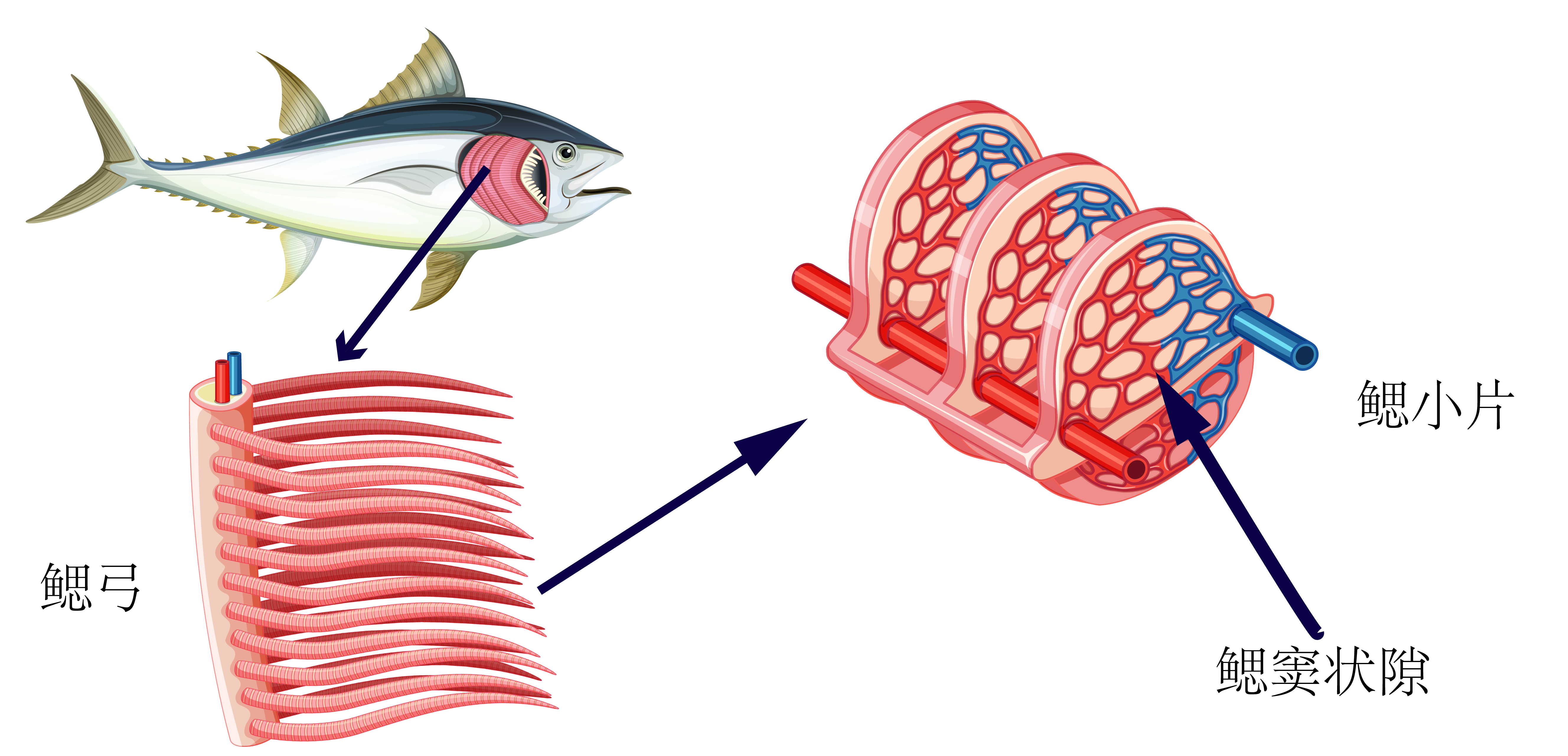 如何向孩子解释为什么鱼儿不能离开水