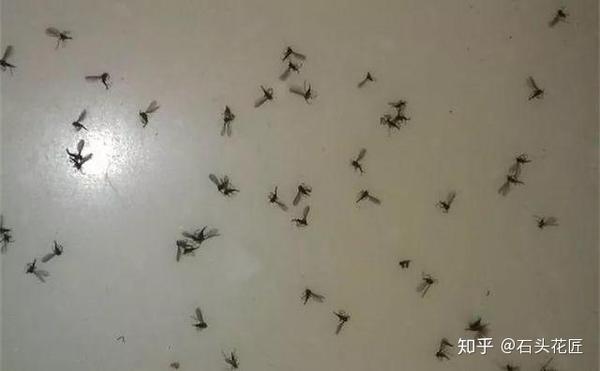 春天花盆里出现 小飞虫 教你4招轻松解决 彻底清理 知乎