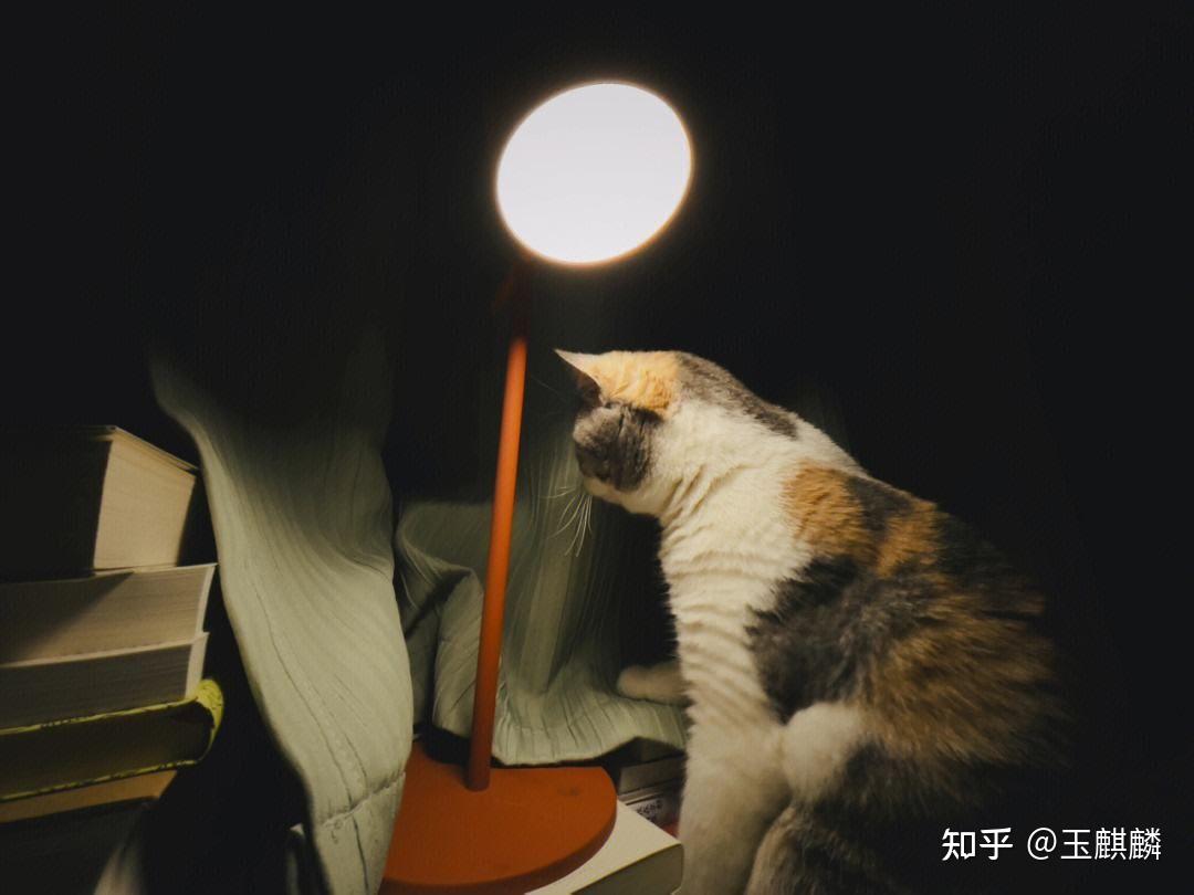 夜猫(动物静态壁纸) - 静态壁纸下载 - 元气壁纸
