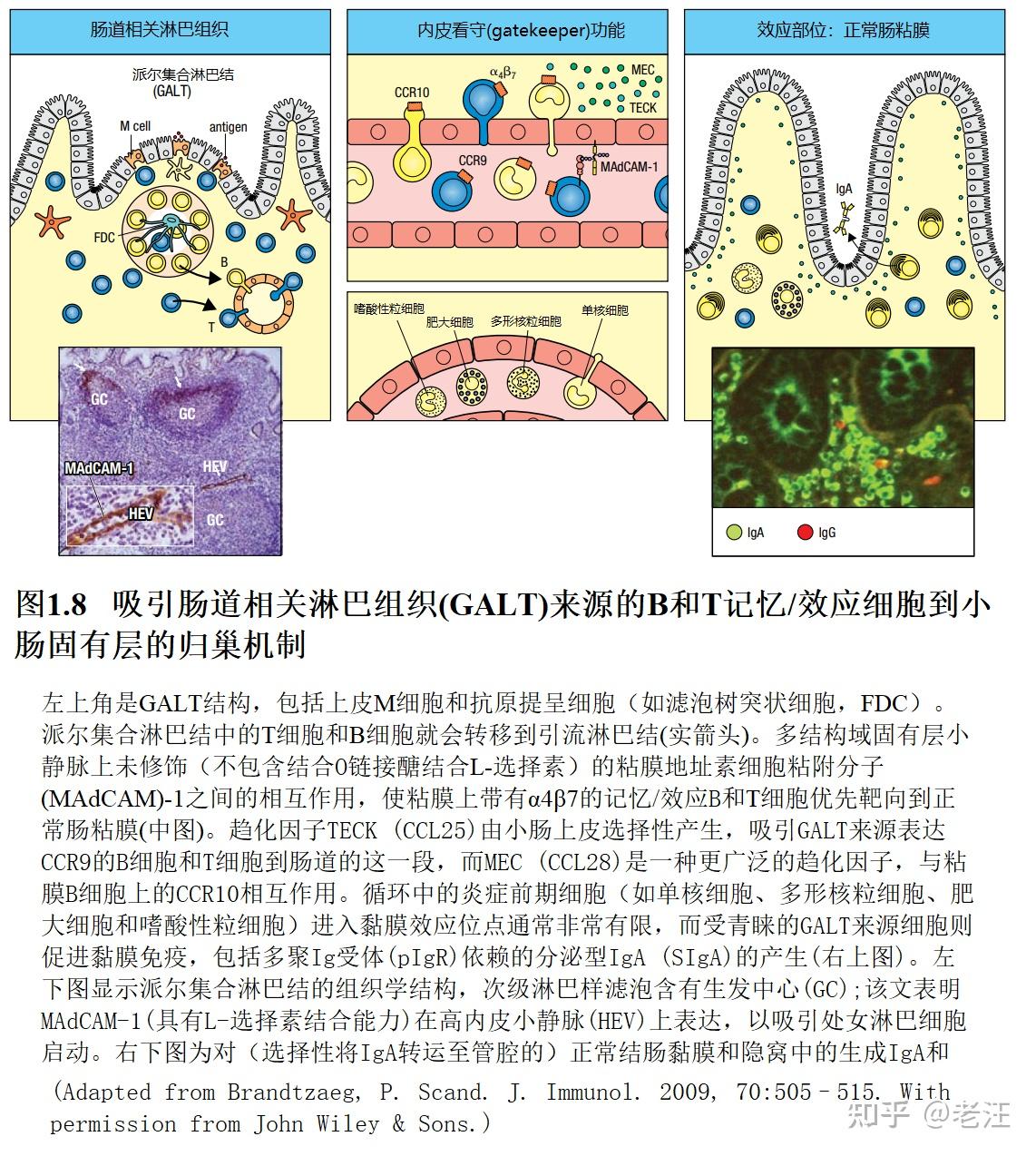 黏膜免疫学（1） - 知乎