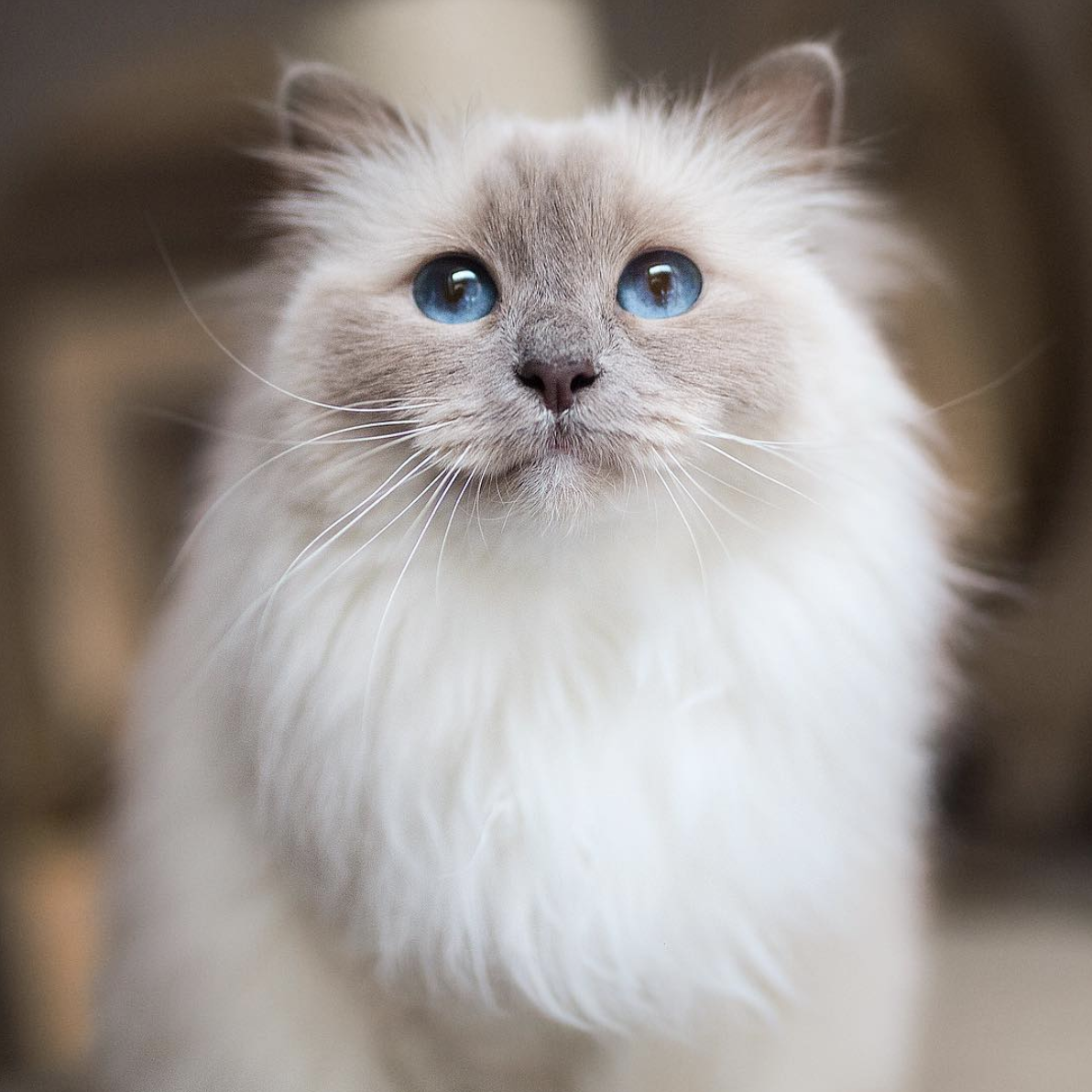 吸猫大会伯曼猫irma