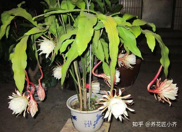 家养昙花开花，并不是只要品种对就能开花，而是要达到条件才行 - 知乎