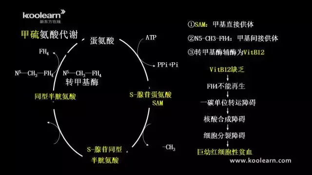 4苯丙氨酸和酪胺酸代謝1,主要代謝途徑:2,苯丙氨酸羥化酶缺陷:苯丙