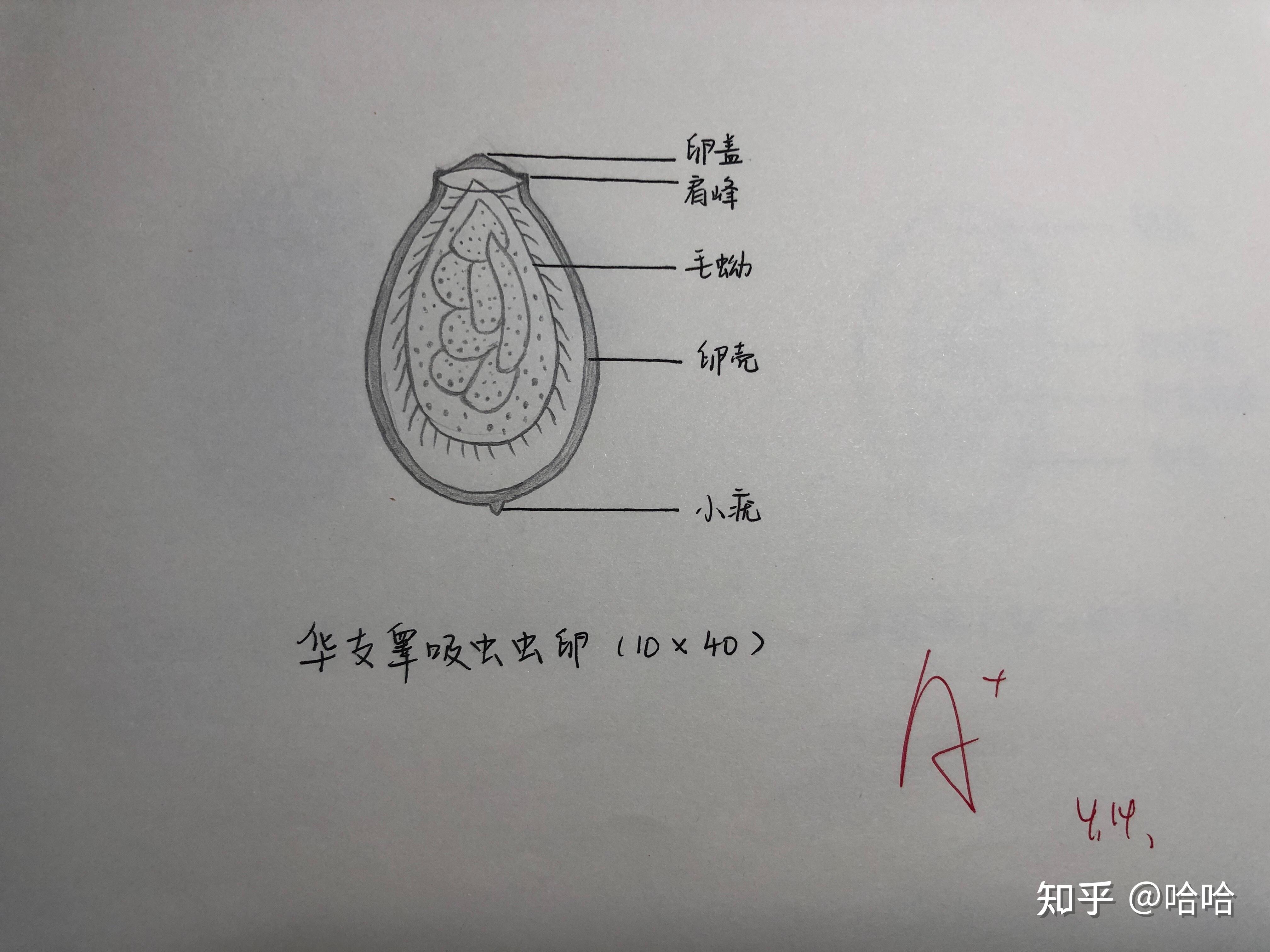 姜片虫卵手绘图标注图片